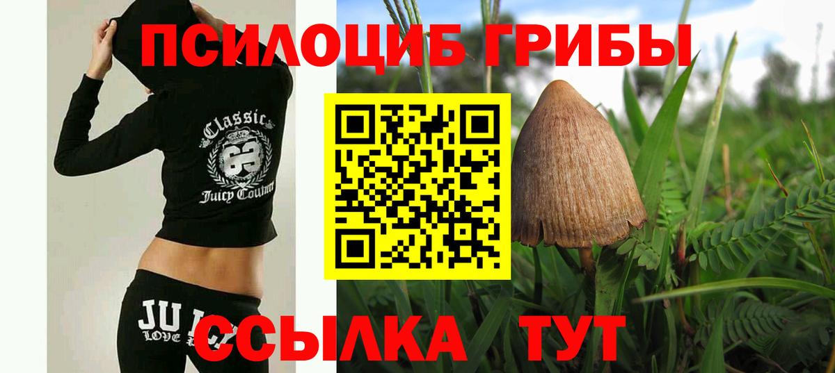 Баксан  Галлюциногенные грибы Psilocybine cubensis  Вход с VPN 
